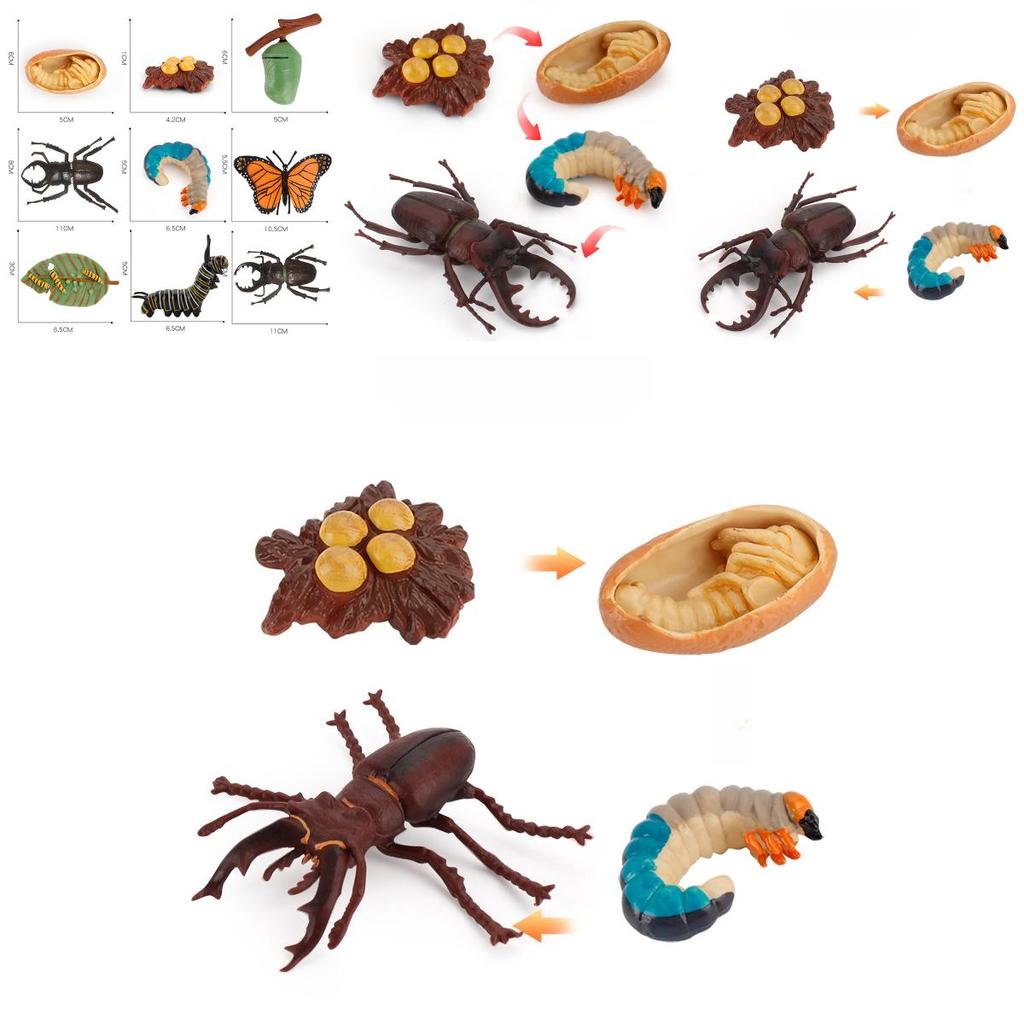 Butterfly Life Cycle Model Pvc Educational Toy For Science Learning