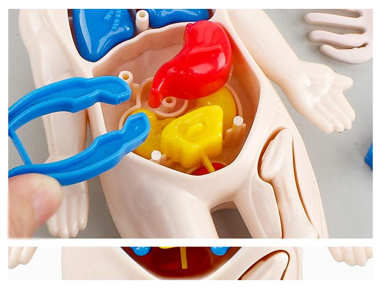 DIY Human Organ Structure Model for Children's Science Education