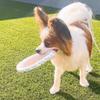 shobido Shobido Chikawa Rope Toy Dog Rope Dog Toy Chew Toy Pet Toy (Flying Squirrel)