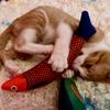 Pet Supplies Toys for Pets Fish Soft Durable Interactive Cat Kicker Toys Fish Shape Catnip Chewing Interactive Movement Toy