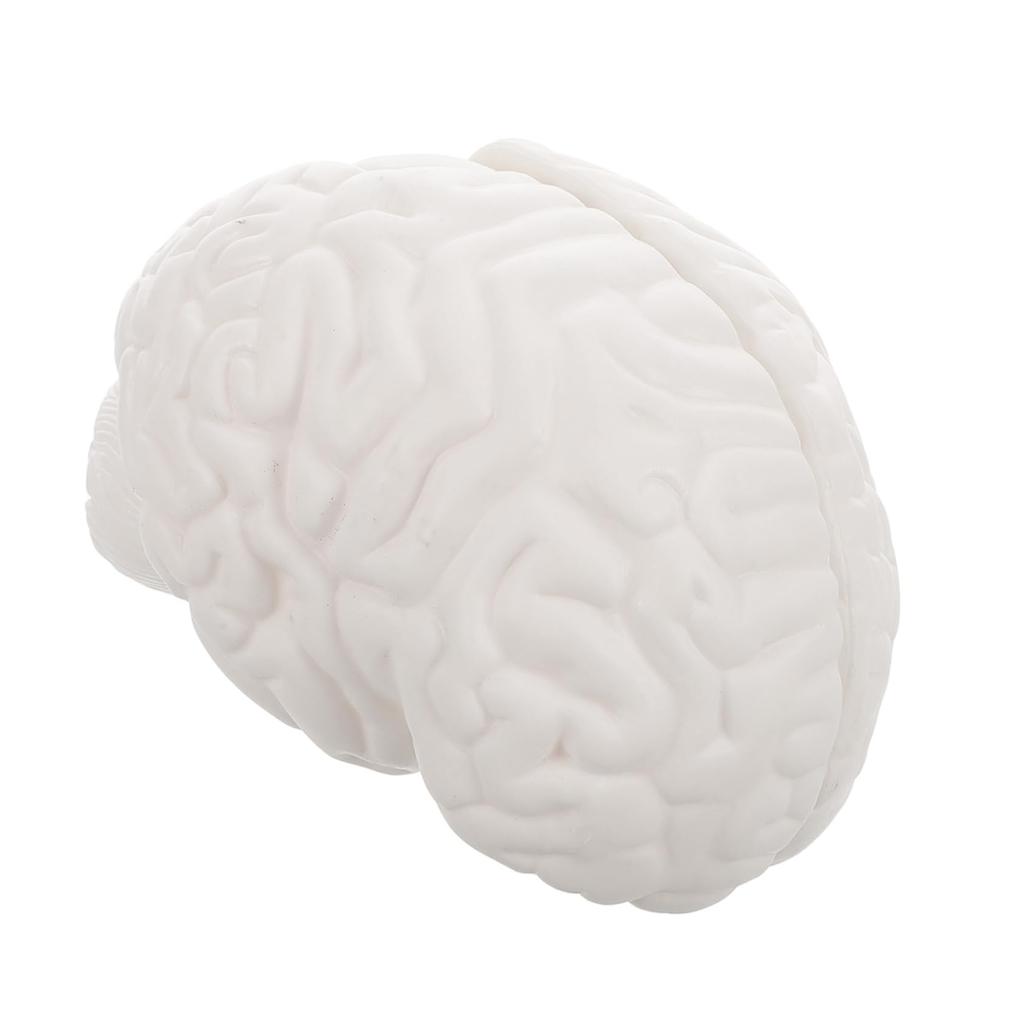 TENDYCOCO Human Brain Model: Human Brain Anatomy Model with Display Base, White for Learning Science Classroom Research Display Medical Education