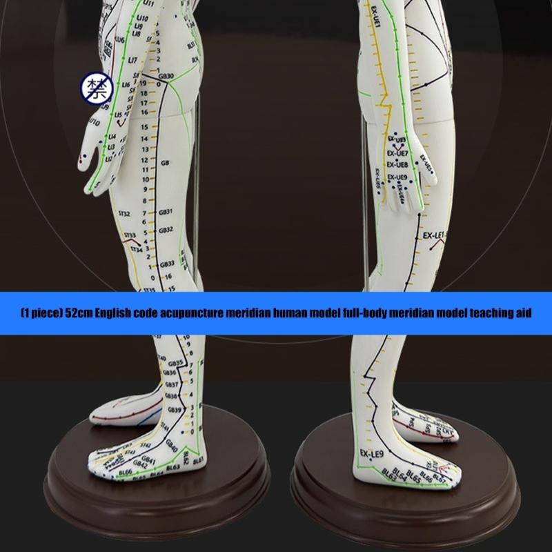 Human Acupuncture Model with Meridian Points Male Acupuncture Model Female Acupuncture Model with Numbered Chinese Point