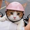 Cat Catnip Toy Soft Stuffed Ball Chew Toy Interactive Squeaky Octopus Kitten Teething Toy with Colorful Tassels for Indoor Cats Entertainment