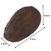 Nihon Sample Food Sample Cocoa Beans, 13mm W x 23mm H, Set of 15, 3103