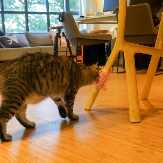 Corner Pet Brush Massage Rubbing Board Multifunctional Silicone Self Grooming Comb Cat Scratcher