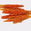Dried Cantal Grass Bunches - Orange Set of 6
