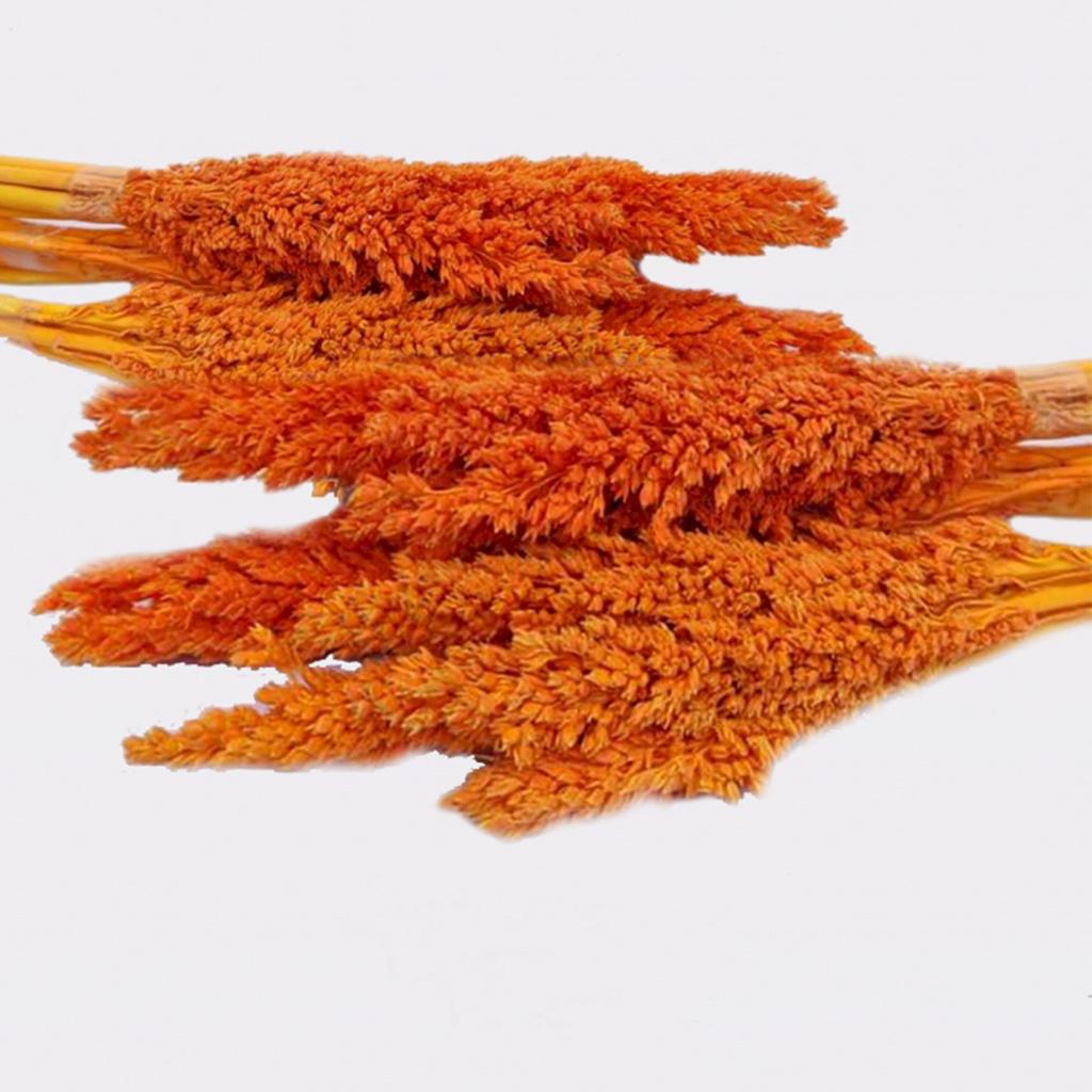 Dried Cantal Grass Bunches - Orange Set of 6