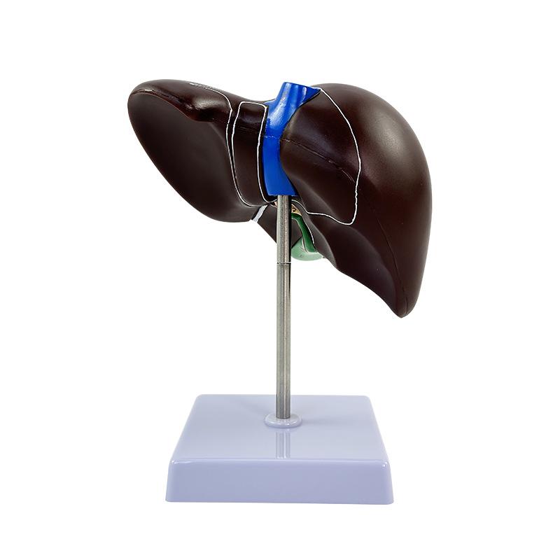 Human Liver Anatomy Model: Liver Hilum, Vessels, Lobes, Gallbladder, and Bile Ducts.