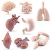 Montessori Children's Human Organ Models: Brain, Heart, Stomach, Intestines, Lungs, Liver, Kidney Teaching Aids