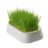 Kattgräsplanteringslåda Kattgrästillväxtbricka Hydroponisk Kattgräsplanterare Vetegräsodlingskruka Barnkammare Kattplanteringsbricka