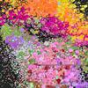 Pearlescent Color-Changing Glitter Powder for DIY Beauty Makeup & Resin Crafts