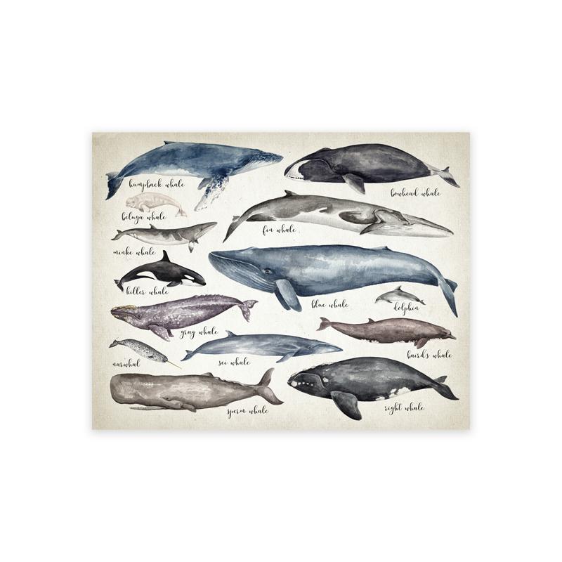 Sharks of The World Art Canvas Prints Great White Shark Poster Mako Hammerhead Tiger Bull Basking Whale Painting Bathroom Decor
