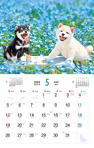 Cățeluș pufos (Calendar Impress 2024)