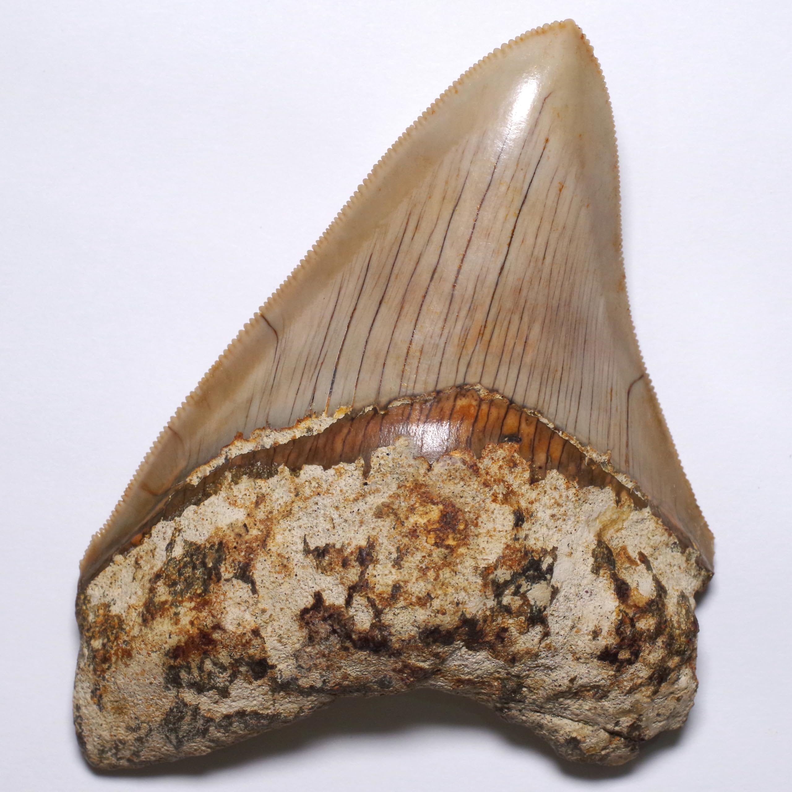 

stone Natural Fossil Megalodon From Indonesia Specimen [N2 Natural] (Carcharocles/Otodus Megalodon) - - (13 One-of-a-kind Teeth Approx. 122g,