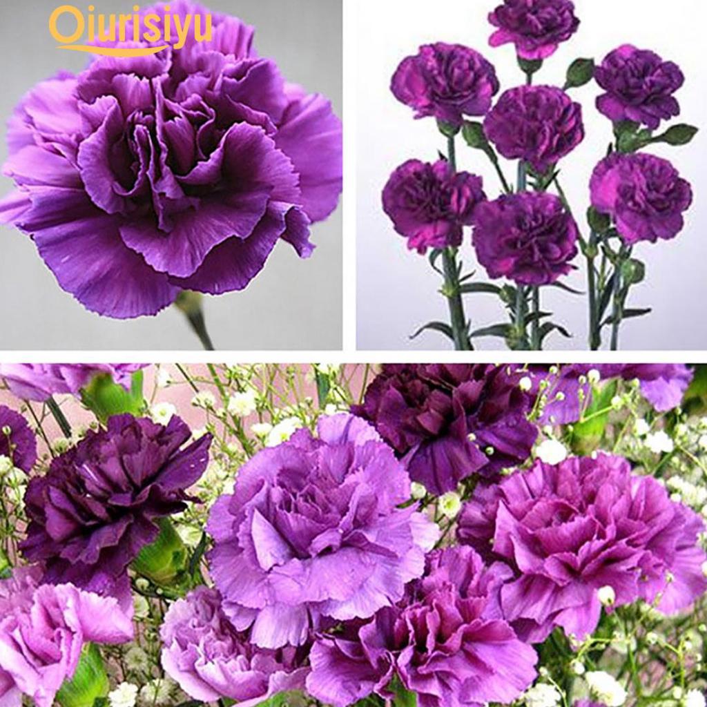 Seeds Carnation Green Flower Balcony Garden Plants Dianthus Caryophyllus 100 Pcs Seeds Carnation Green Flower Balcony Garden Plants Dianthus Caryophyllus 100 Pcs