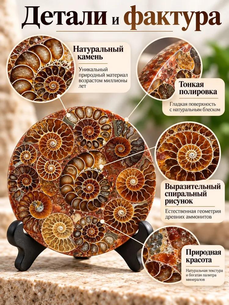 Madagascar natural conch fossil slice / mineral conch disc fossil specimen