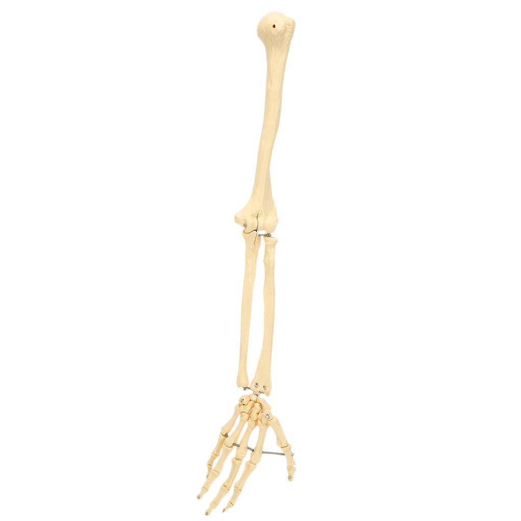 Modelo profesional de hueso de brazo y mano humana, modelo de hueso de miembro superior para demostración didáctica.