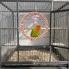 Hanging Parrot Swing Ring Wear-Resisting Parrot Chewing Toy Pet Supplies Bird Stand  Parakeet