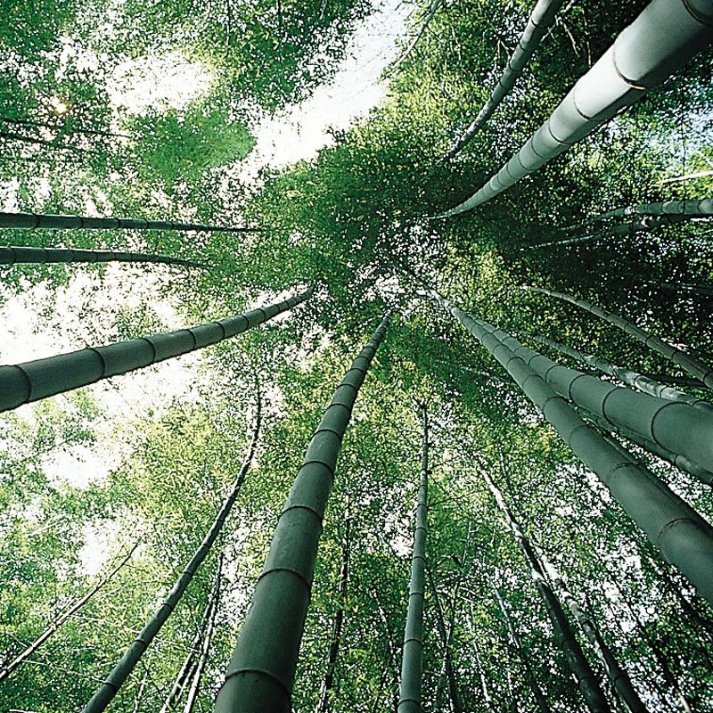 50 SEEDS of Bamboo PHYLLOSTACHYS PUBESCENS-FRESH SEEDS