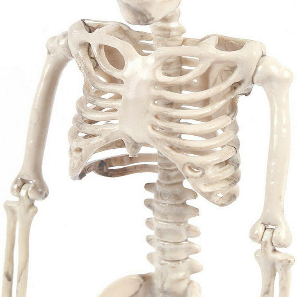 Halloween Party Decoration 46/' Jointed Plastic Skeleton