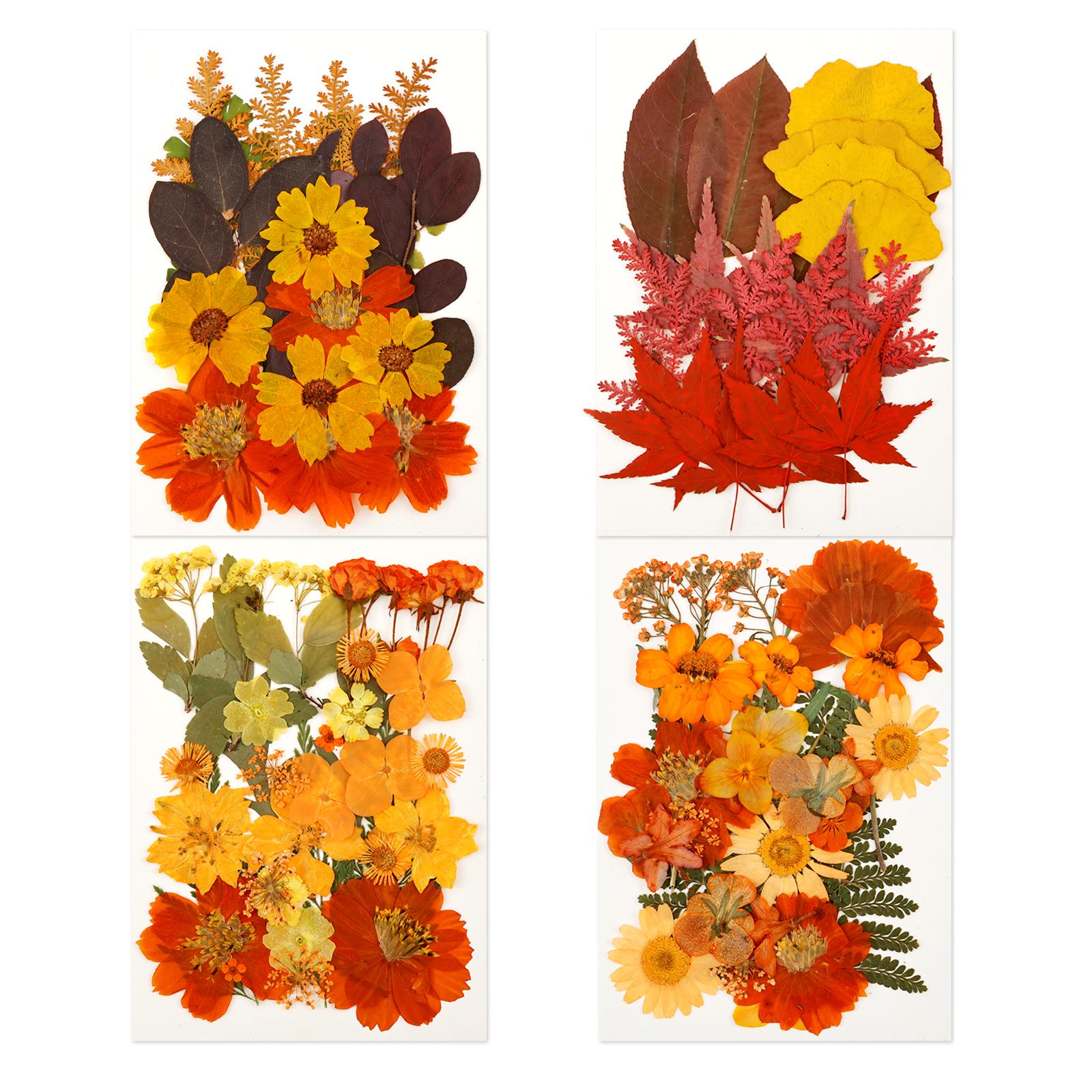 Dried Flower Making Versatile Dried Autumn Flowers Leaf Beautiful Dried Pressed Flowers for DIY Resin Mold Handicraft Enthusiast
