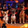 Holiday Pet Vampires Cloak Halloween Pet Costume With Adjustable Neck Tie For Small To Large Dog Festival Dressingup Capes