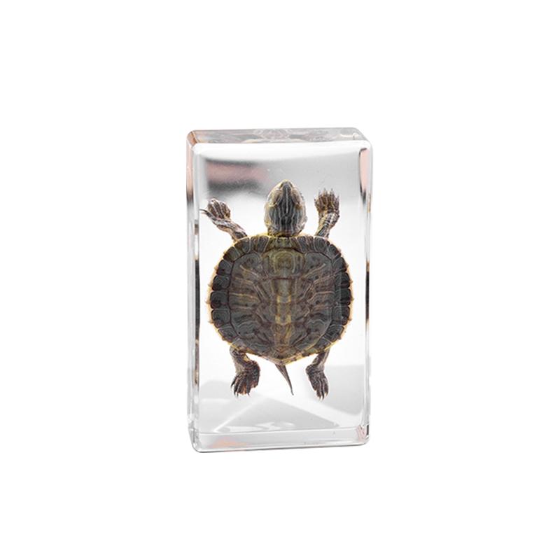 

Real Octopus Tortoise Animal Specimen In Resin For Science Classroom Science Education, Great Gift For Fans Of Taxidermy