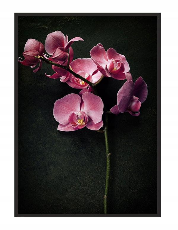 Obraz plakat w ramie 43x33 cm storczyk p1236