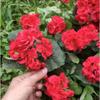 2 Pcs 12.6inch Artificial Geranium Bush UV Resistant Nonwoven Garden Plants Bush No Upkeep Required for Indoor Home Floral Decor