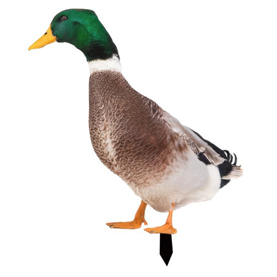 Realistic Acrylic Animal Yard Stake, 2D Flat Chicken Goose Bird Bunny Garden Sign for Pathway, Patio, Lawn Outdoor