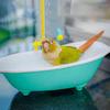 Plastic Parrots Bath Toy Automatic Bird Shower Supplies Durable Parrot Bathtub  for Small Pets