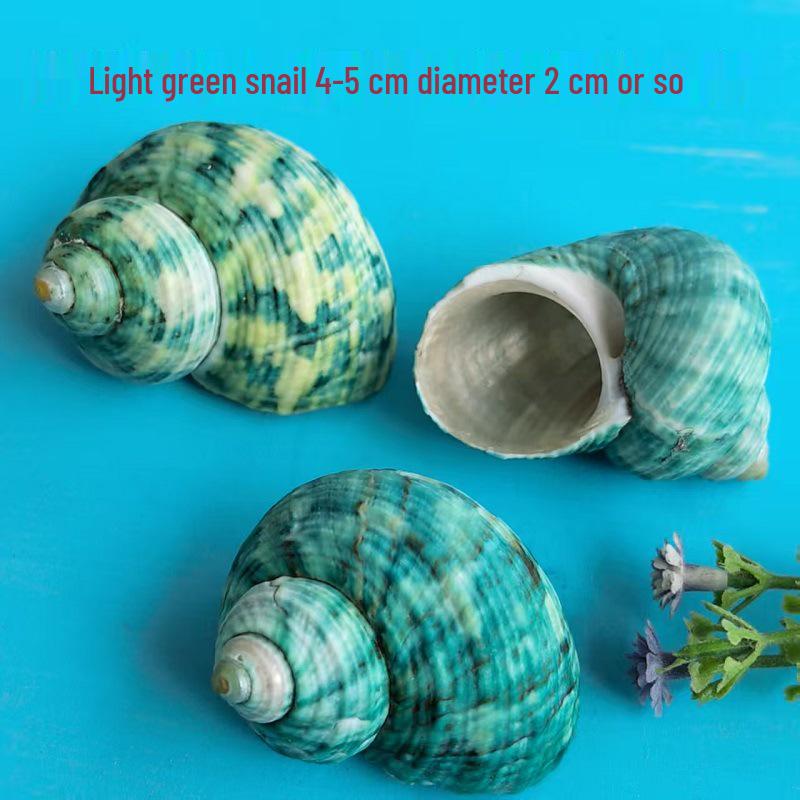 Conch Shells & Starfish for Hermit Crabs: Aquarium Decor & Drift Bottle Accessories