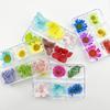 6-Grid Natural Dried Flowers for Nail Art - Japanese Style Sunflower & Baby's Breath DIY Decorations