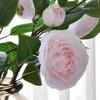 Multicolor Camellia Artificial Flower Silk Petal Photo Props Simulation Flower Green Leavees Floral Arrangement Wedding Supplies