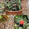 10Pcs 8-Hole Dripper Sprinkler Nozzle 13cm Garden Sprinkler Nozzles  For Garden Watering System