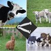Piglet Umbilical Cord Clip & Cutter - Disposable Pig Farming Equipment