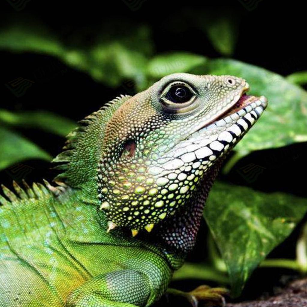 Reptile Heating Lamp, Aquarium Reptile Thermal Reflector, UVA UVB Rotating Clip