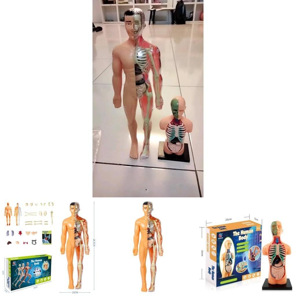Educational Anatomy Toy For Exploring Human Body