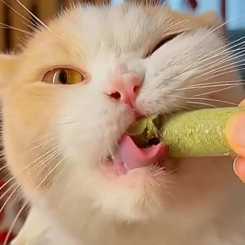 Natural Grass Cat Molar Rod Indoor Chewing Stick Chew Treat for Kitten Mouth Healthy Natural Cat Grass Indoor Pet Chew