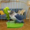 Funny Leaves Shape Bird Perch Stand Wear Resistant with Bells Parrot Play Stands Cactus Bird Mirror Toy Cage Accessories