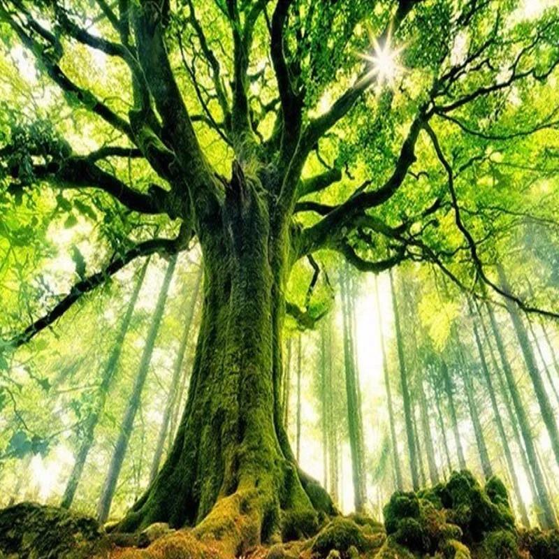 Tapet de Perete Peisaj Natural Copaci Bătrâni Impunători Fototapet Pentru Pereți Living Fundal Sofă Murală