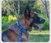 Customizable Neoprene Dog Collar: Comfortable, Non-Squeezing, Reflective Collar for Dogs of All Sizes