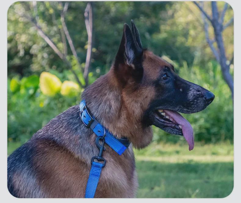 Customizable Neoprene Dog Collar: Comfortable, Non-Squeezing, Reflective Collar for Dogs of All Sizes
