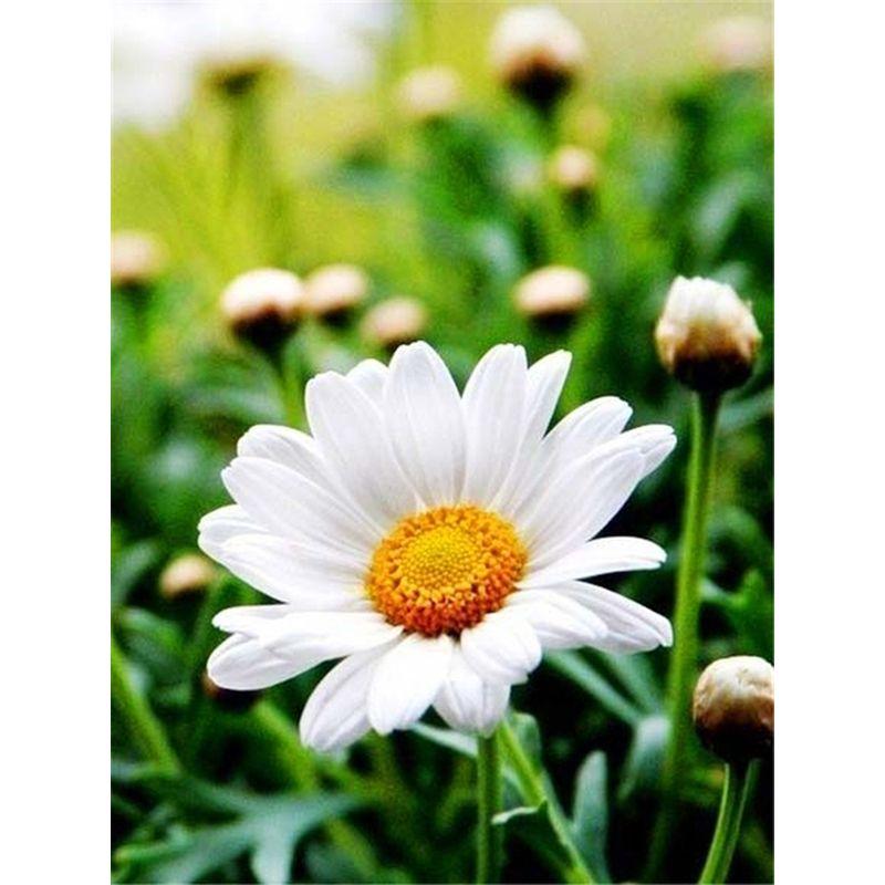 5d Full Diamond Painting Daisy Landscape Diamond Mosaic Embroidery Flowers Crafts Rhinestone Pictures Home Decor