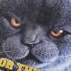 American Hiphop Street Tide Brand Spoof Cat Print Casual Ins Couple Washed Long Sleeve T-Shirt Men And Women