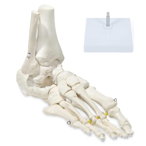 KIYOMARU Extendable Ankle Joint Model with Freely Moving Bones, Right Foot, Supervised by a Physical Therapist, Human Anatomy Model, Skeleton Model, B