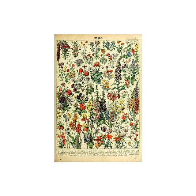 Vintage Vegetable Fruit Botanical Education Poster Mushrooms Chart Drawing Wall Art Canvas Painting for Living Room Decor Quadro