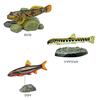 Calorata Japanese Freshwater Fish 3D Encyclopedia Species Includes Instructions and Realistic Figures Birthday Gift Sanitation Law Fish Figure Gift