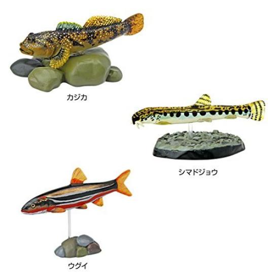 Calorata Japanese Freshwater Fish 3D Encyclopedia Species Includes Instructions and Realistic Figures Birthday Gift Sanitation Law Fish Figure Gift