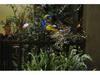 Waterproof LED Solar Peacock Lawn Light: Metal Art Garden Decoration